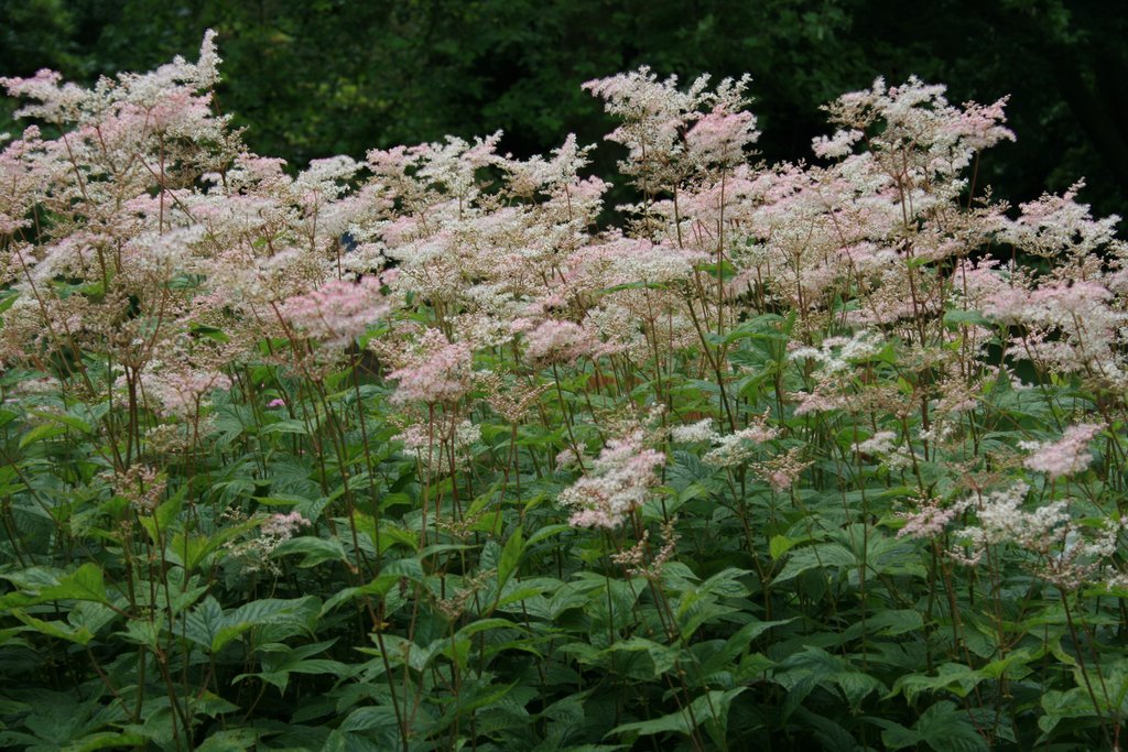Filipendula purpurea 'Elegans'